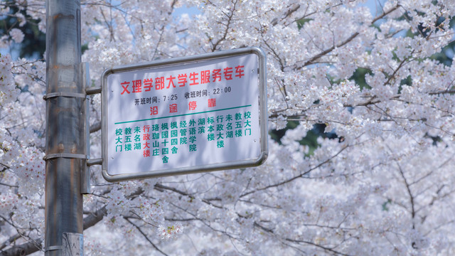 又到春天赏樱季!武汉大学樱花为何受欢迎?其实并非日本人种植