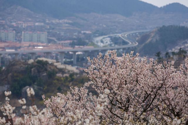 崂山大崂樱桃谷旅行图片