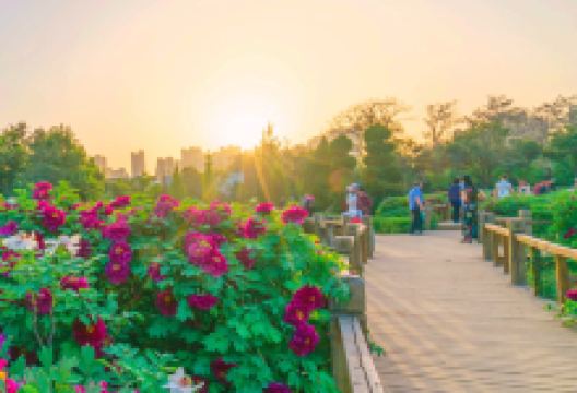 国家牡丹园景点图片