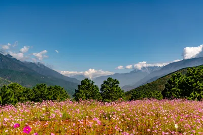 花海