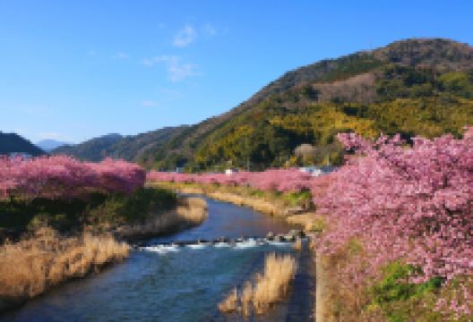 河津樱花景点图片