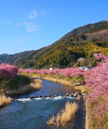 5天4晚 • 日本伊豆市+沼津市+東京