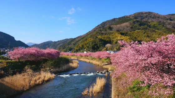 河津櫻花