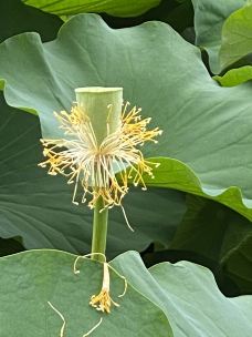 曾园赵园-常熟-梧桐雨586389