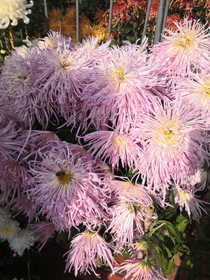 旅顺太阳沟的秋天