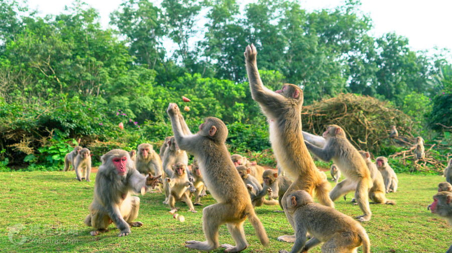 海南熱帶野生動植物園