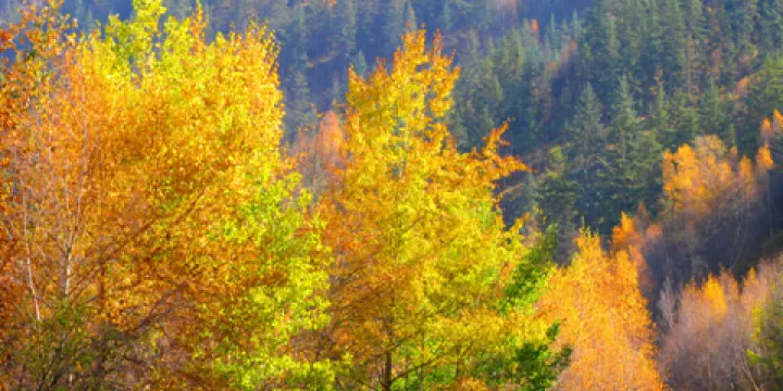 仙米國家森林公園