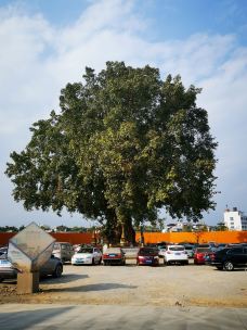 树包塔-芒市-甯大虾