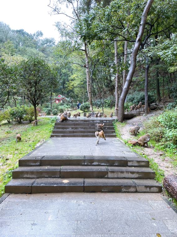 野生猕猴观赏园