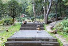 野生猕猴观赏园景点图片