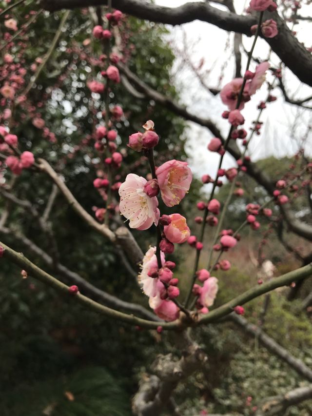 莘庄公园旅行图片 3