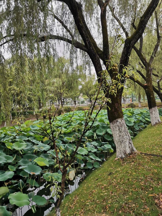 曲阳公园旅行图片 1