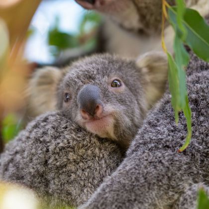 【赠纪念币|可选考拉合影】悉尼蓝山国家公园+动物园一日游