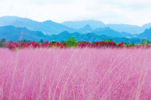 酉阳游记图文-在酉阳邂逅一场粉色秋天，漫游桃花源，静享龚滩古镇！