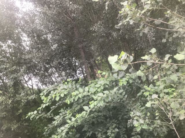 龙泉国家森林公园旅行图片 1