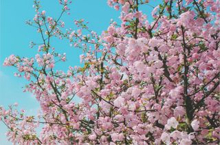 四川这处赏花地，简直是一幅江南春景图