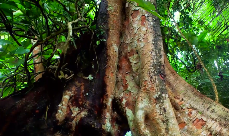 呀诺达——海南的热带雨林风情 - 三亚游记攻略