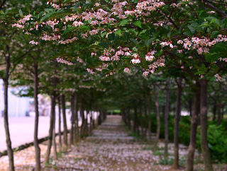 荣成俚岛的玉玲花开了,这才是真正的花海