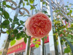 顺盈时代广场/清远市体育馆游记图文-月季盛开的季节