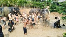 清迈大象丛林保护区-清迈