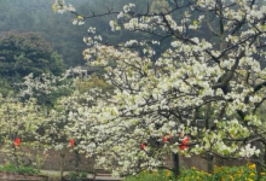 梨花溪风景区景点图片