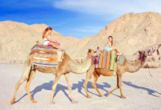 Camel-Ranch Eilat景点图片