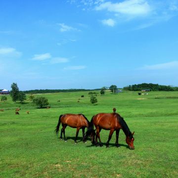 木兰围场+乌兰布统旅游区+坝上+塞罕坝国家森林公园3日2晚自由行
