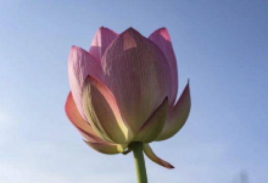 丽嘉花卉购物图片