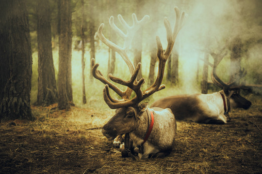芳华呼伦贝尔,一半狂野,一半浪漫