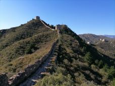 乌龙沟长城-涞源-大松树叶子