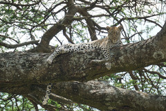 曼雅拉湖国家公园游记图片] 坦桑尼亚猎游记 1- 准备篇