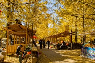 金色银杏覆古村,美景背后是一群人的兢兢业业,故事暖人心