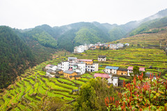 开化游记图片] 三月春风至，正是赏花时！浙江开化自驾游，油菜花一次看个够