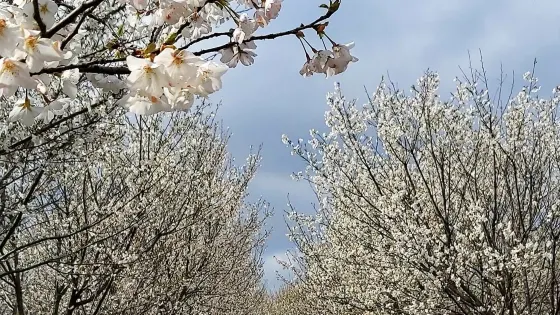 武漢木蘭花谷