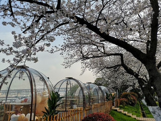 武汉晴川饭店的樱花盛开了