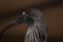 Pantanal景点图片