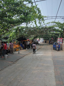 昌黎游记图片] 昌黎葡萄沟几月份去最好--昌黎葡萄沟小胖庄园