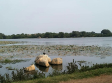 Trincomalee Crocodile Lake-亭可马里-C-IMAGE