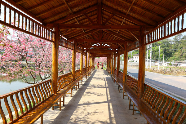 梅州西阳直坑村,三月樱花醉游人,河畔赏花河里捞鱼浪漫享不尽
