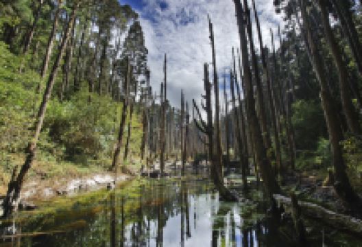 忘忧森林景点图片