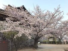 松山城-松山-翱翔的大鲨鱼