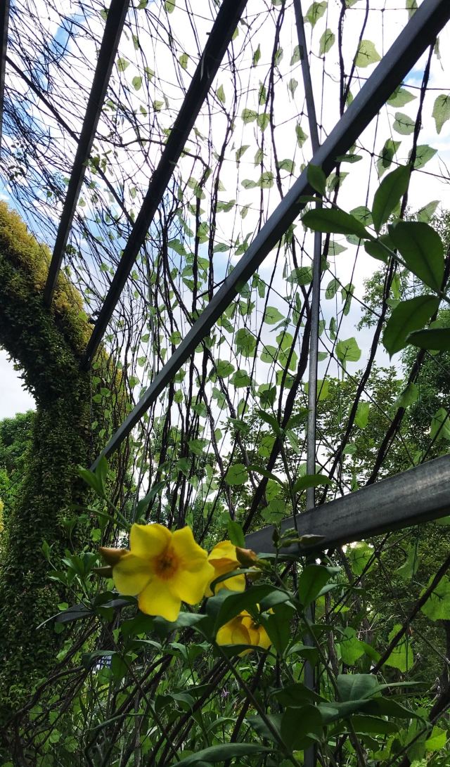 华阳湖国家湿地公园旅行图片 1