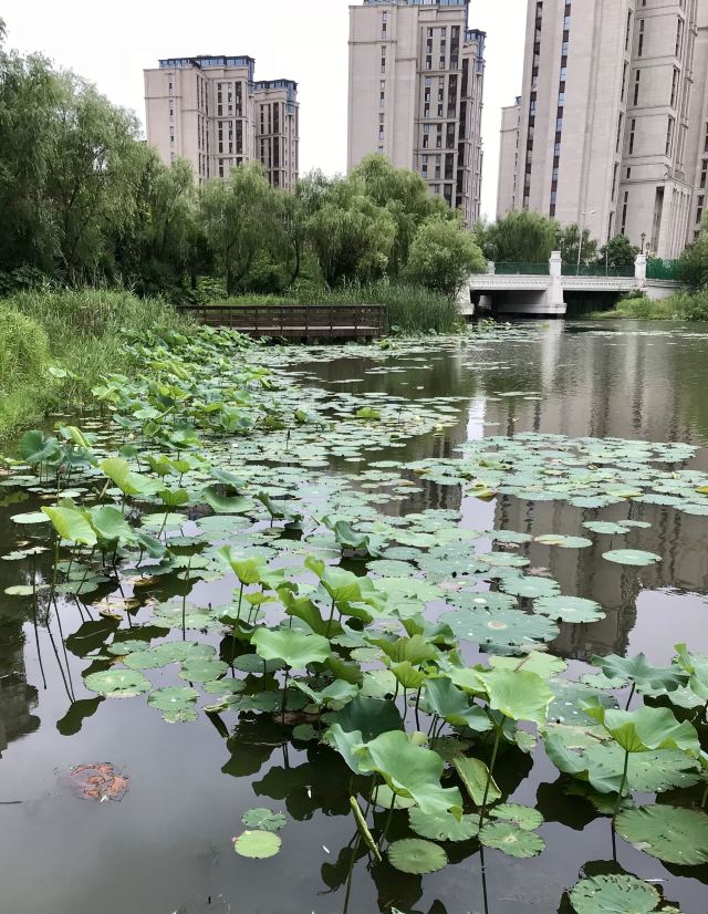 新江湾城公园旅行图片 5
