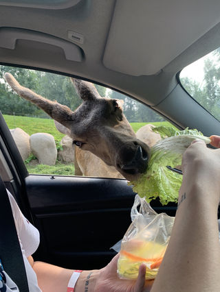 北京大兴野生动物园一日游