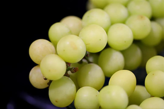 南雄游记图文-这份来自北纬25度的黄金香印葡萄，你试过吗？