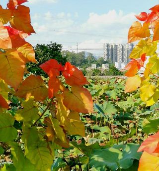 邂逅不一样的秋天，感受彩红杨的自然造物之美