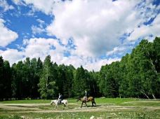 白桦林-布尔津-linglizi