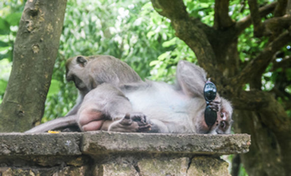 揭出国游常见骗术，意大利套路中国人一眼识破：10年前我国就有