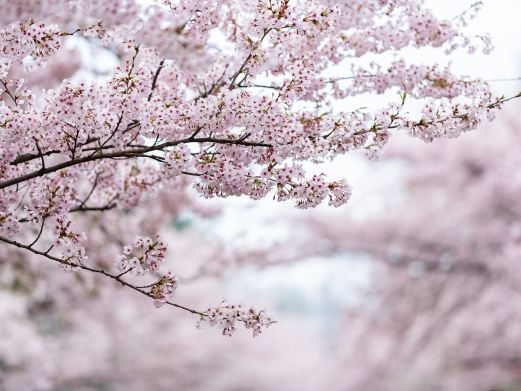 百花公园