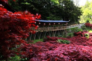 打探苗林老寨,未来这里将建康养小镇!